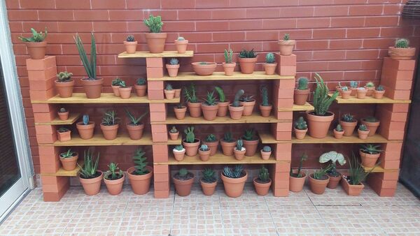 Small houseplants arranged on a wooden shelf